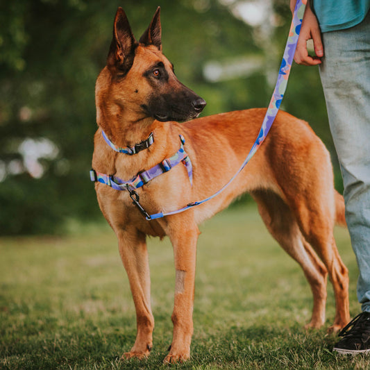 Luna RNT No-Pull Training Harness - Luna