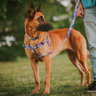 Luna Leash - Luna