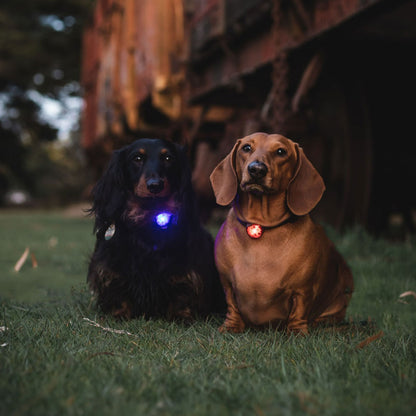 Multi-Colour Night Glow