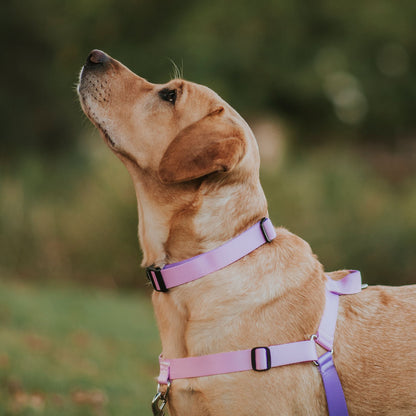 Sorbet Collar - Sorbet