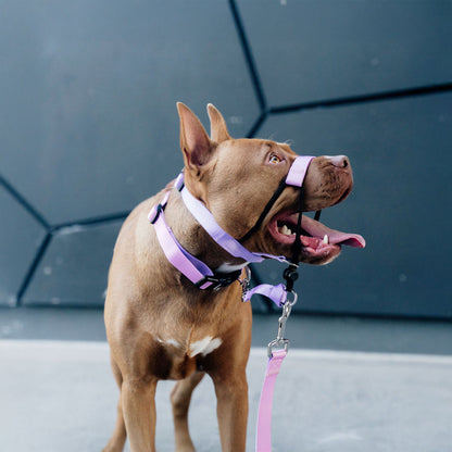 Sorbet Collar - Sorbet