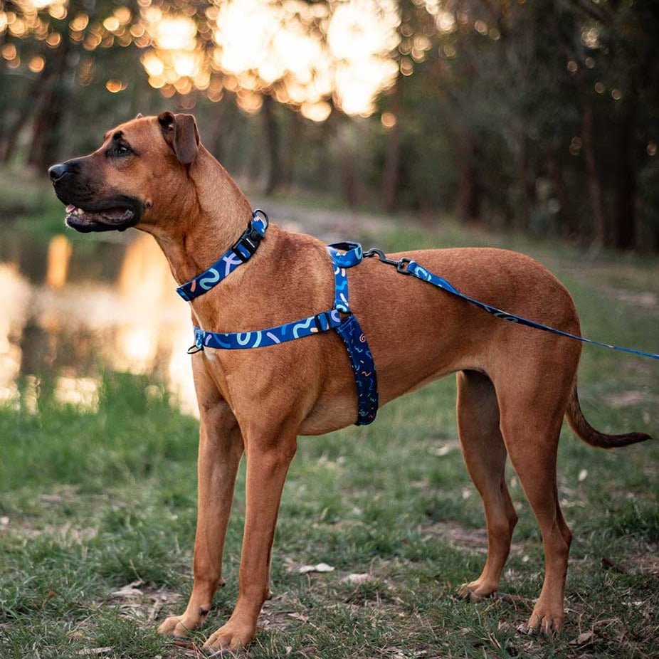 Astro collar sale