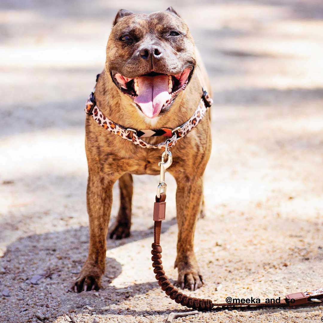 Wild Side CC Leash - Wild Side