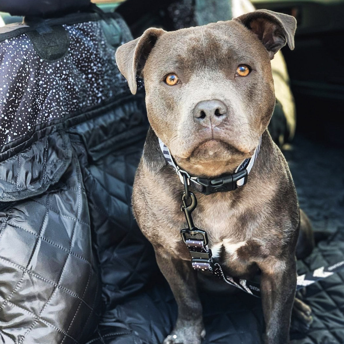 Back Seat Cover with Travel Bag