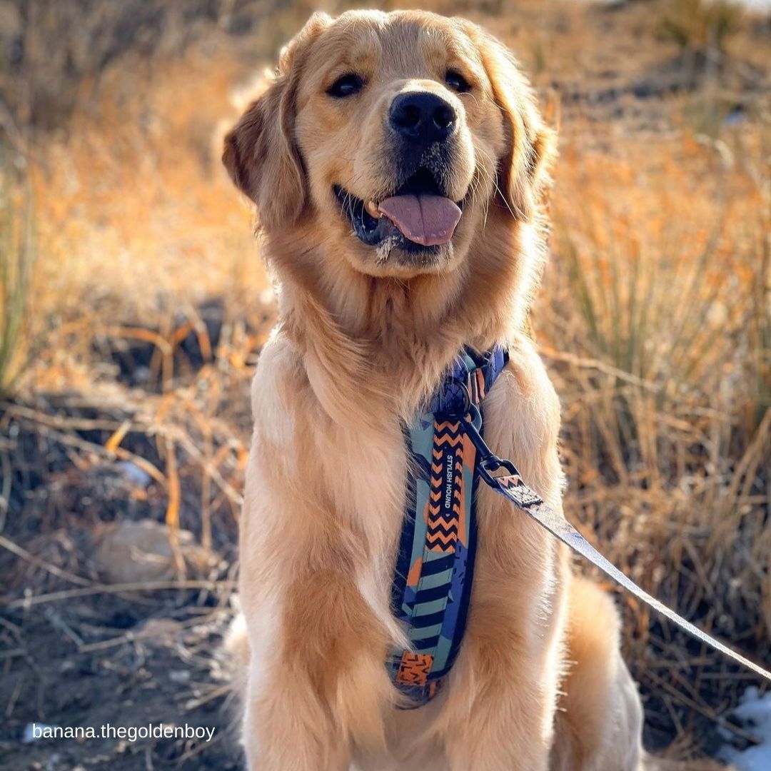 Gumball Explorer Chest Plate