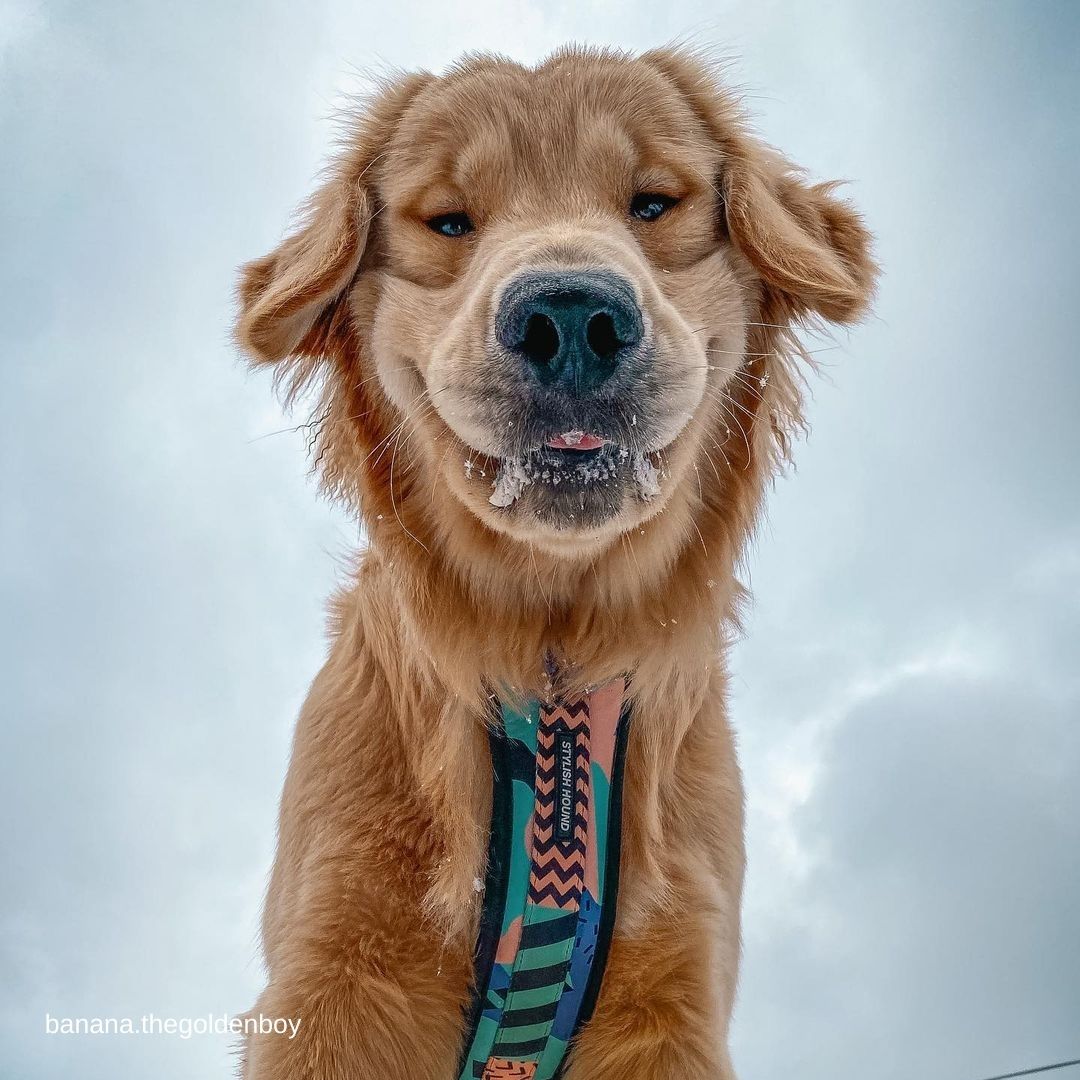 Gumball Chest Plate - Gumball