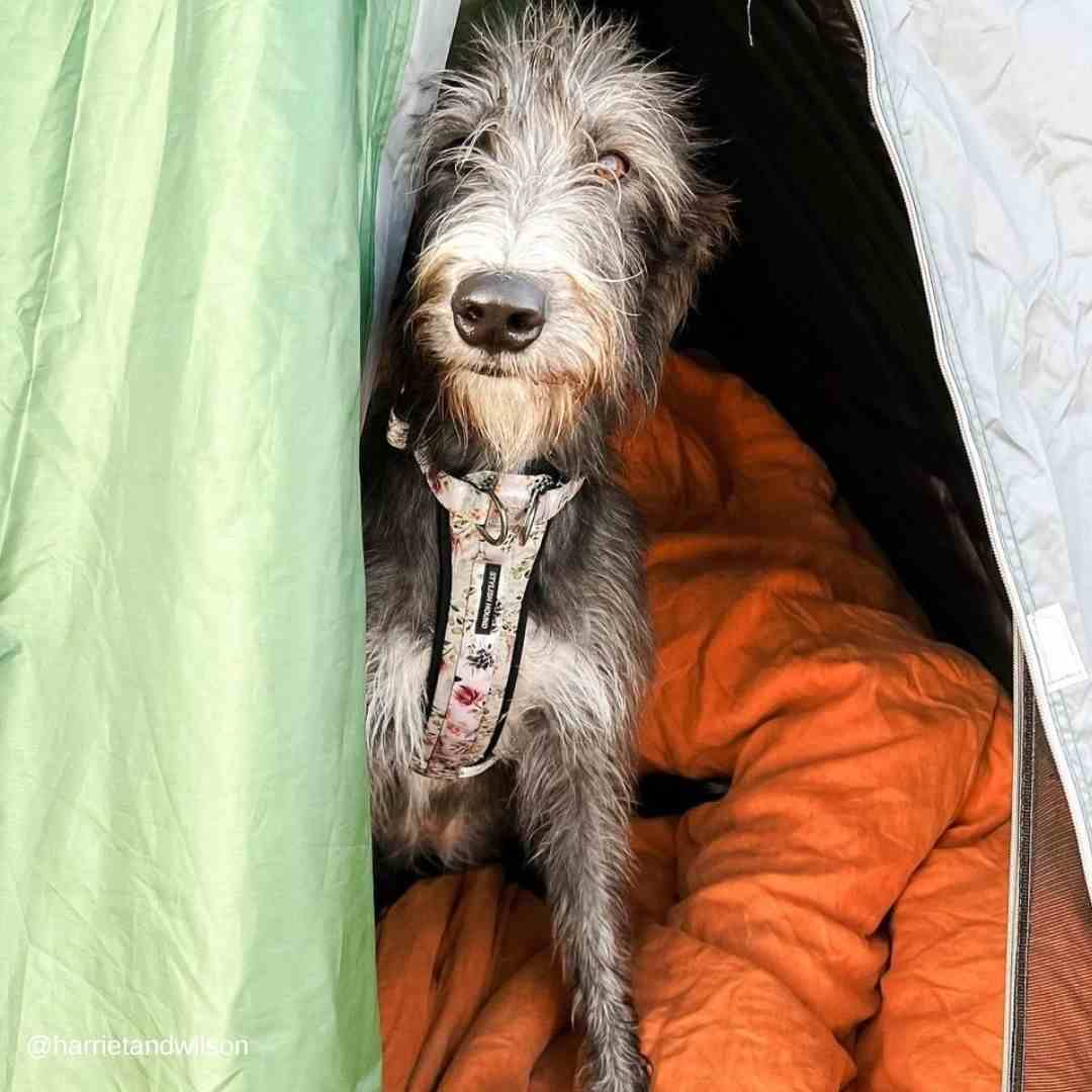 Evergreen Explorer Chest Plate - Evergreen