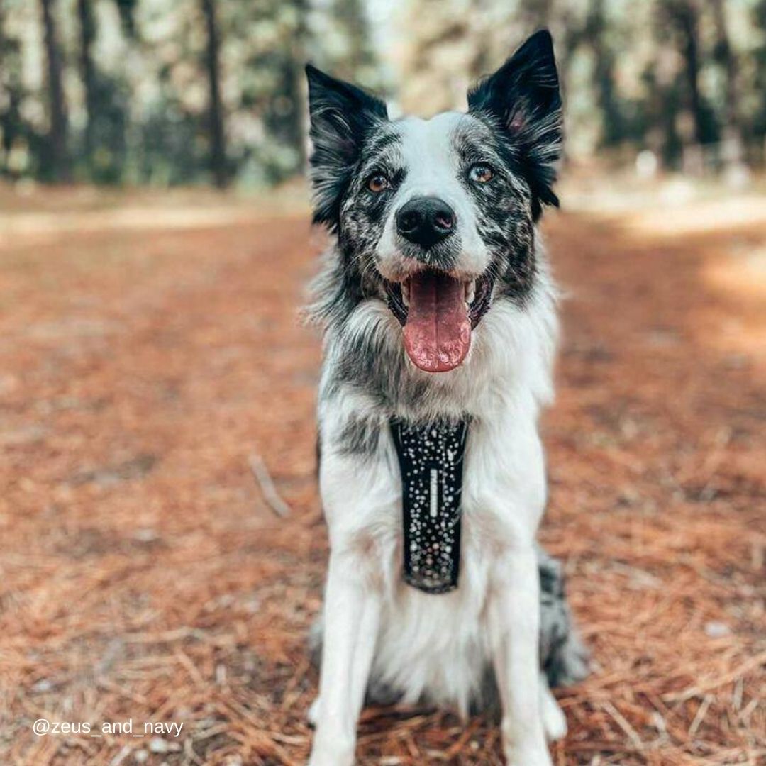 Jackson Explorer Chest Plate - Jackson