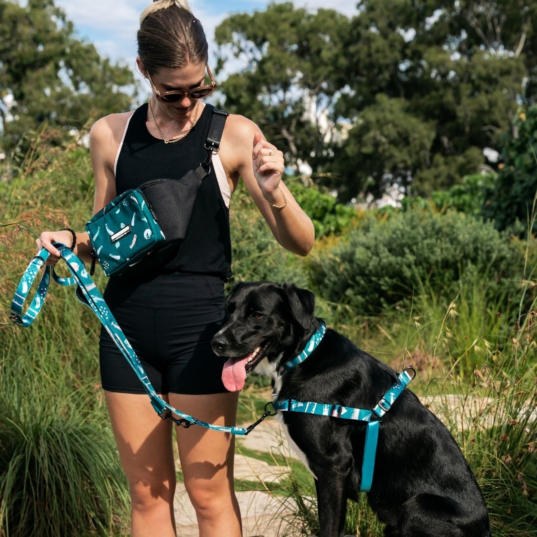 Nova RNT No-Pull Training Harness - Nova