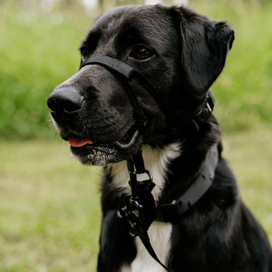 Blackout Dog Training Halter | Afterpay | Stylish Hound