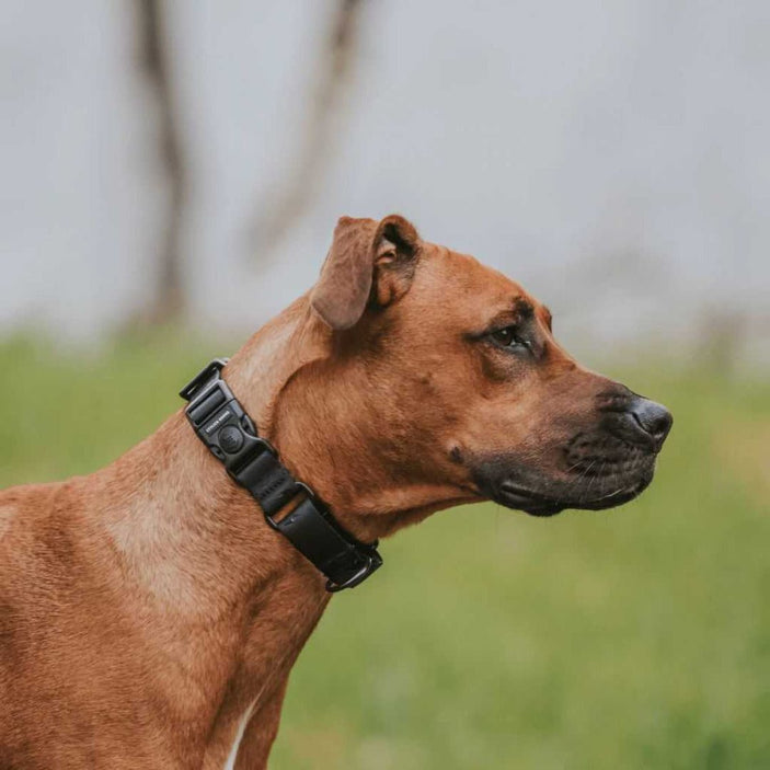 Blackout Martingale Training Collar