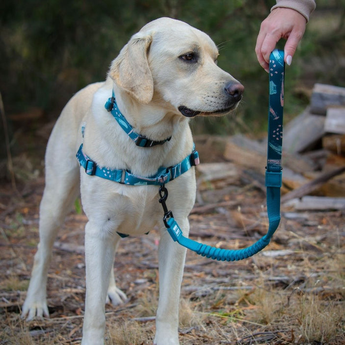 Nova RNT No-Pull Training Harness