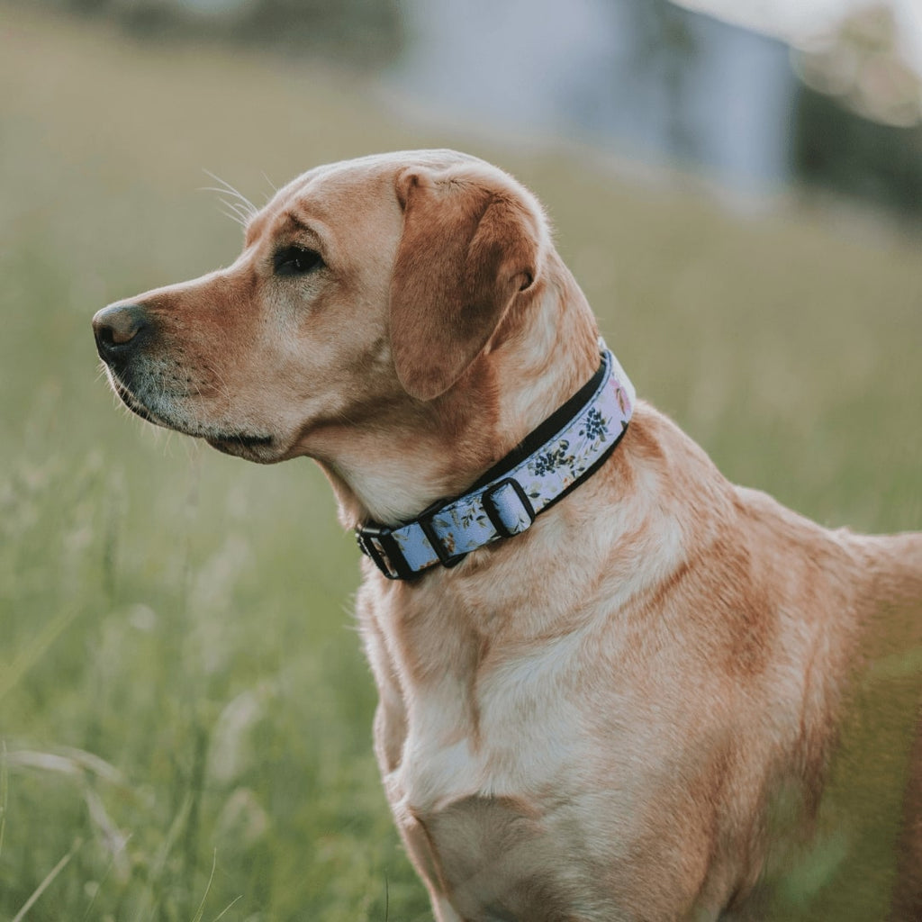 Evergreen Martingale - Evergreen
