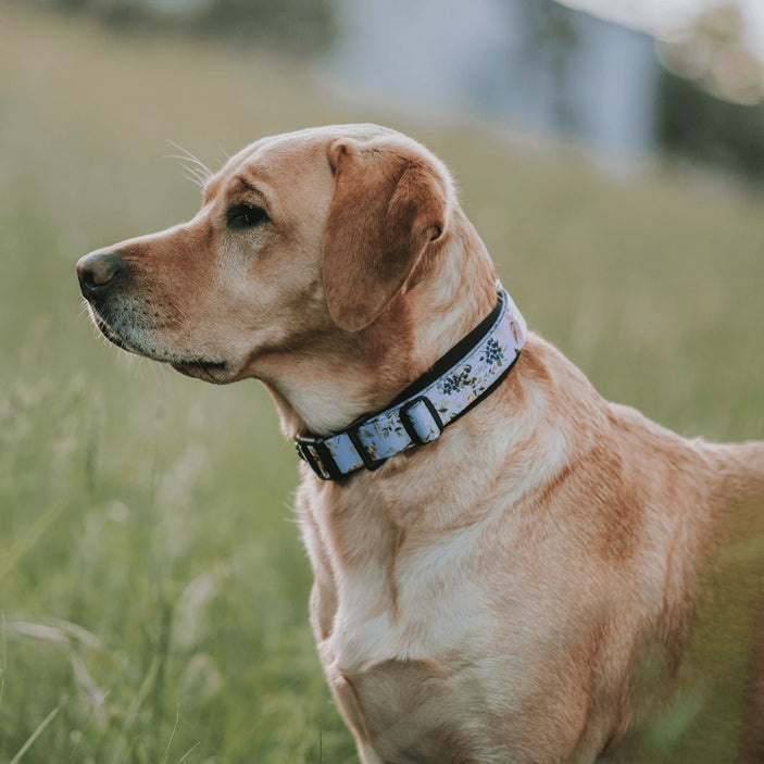 Evergreen Martingale - Evergreen
