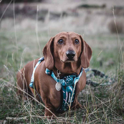 Nova Explorer Chest Plate - Nova