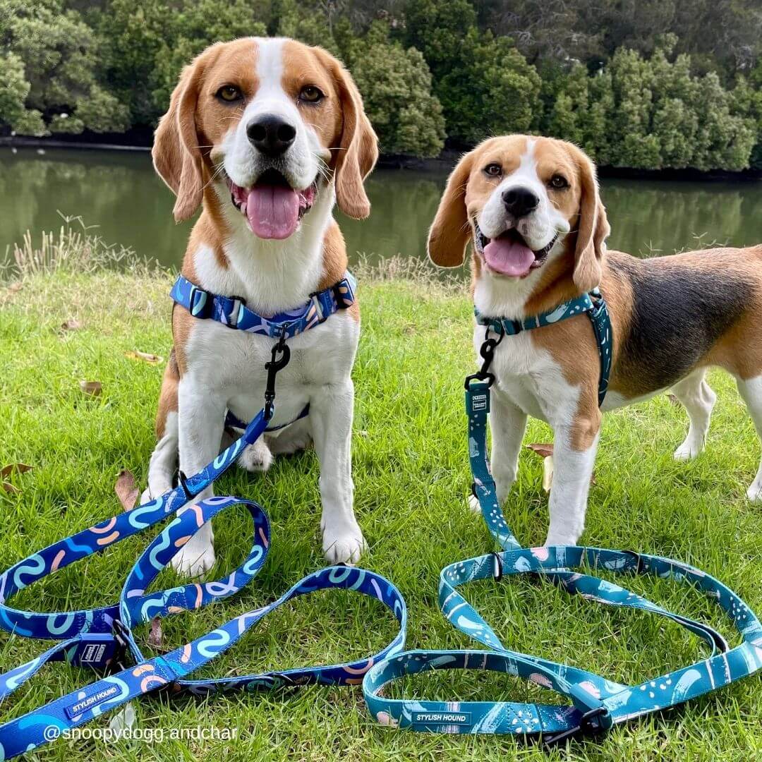 Multiple dog leash best sale