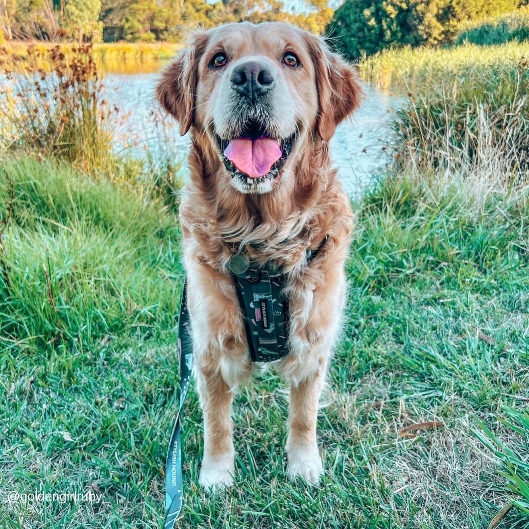 Nova Explorer Chest Plate - Nova