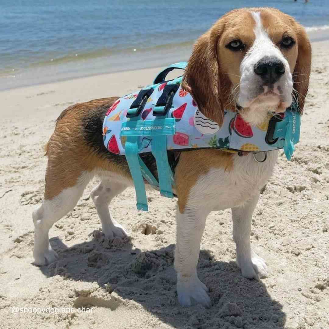 Malibu Dog Swim Jacket | Afterpay | Stylish Hound