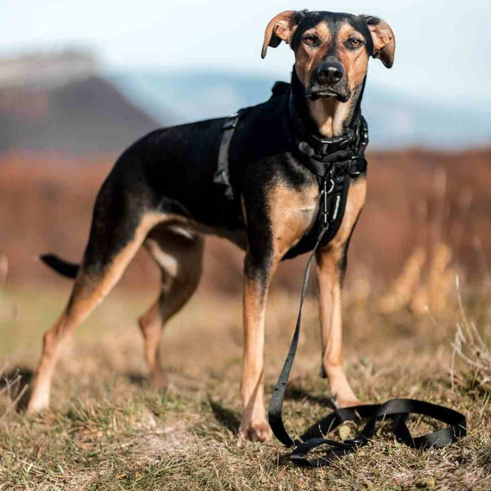 Blackout Leash