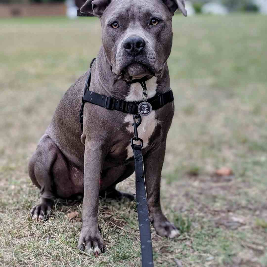 Blackout Leash - Blackout