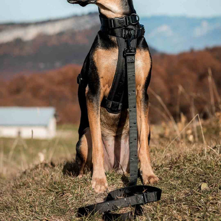 Blackout Leash