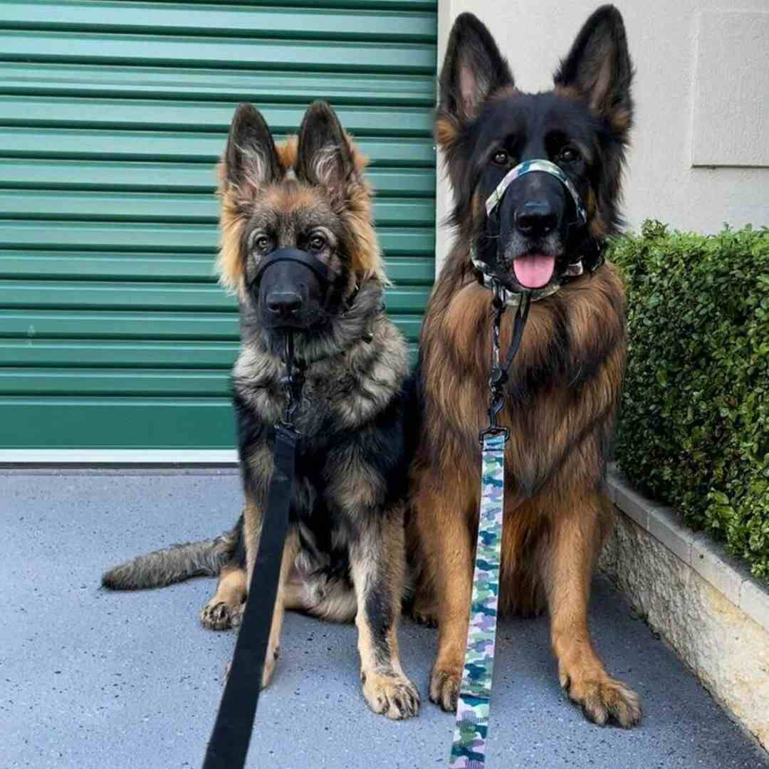 Blackout Leash - Blackout