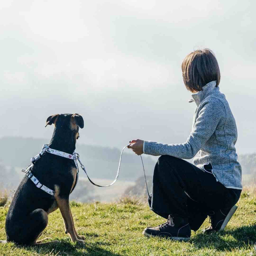 Evergreen Leash - Evergreen