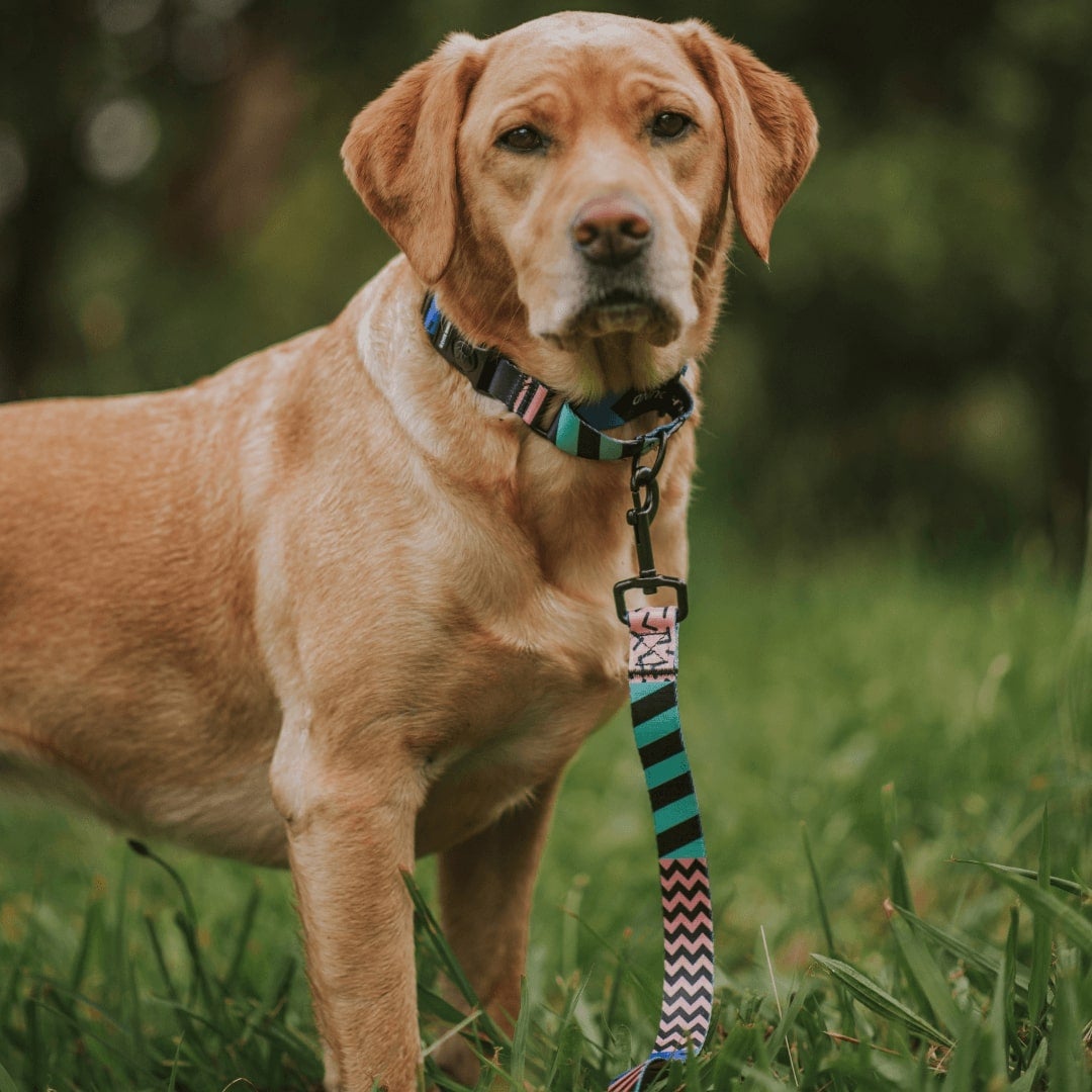 Dog training 2025 collar afterpay