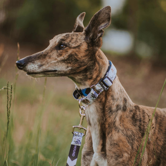 Evergreen Martingale Training Collar