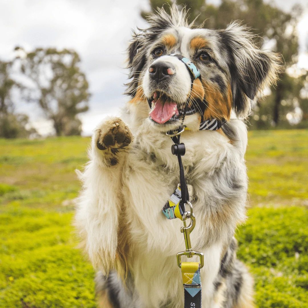 High Top Halter - High Top