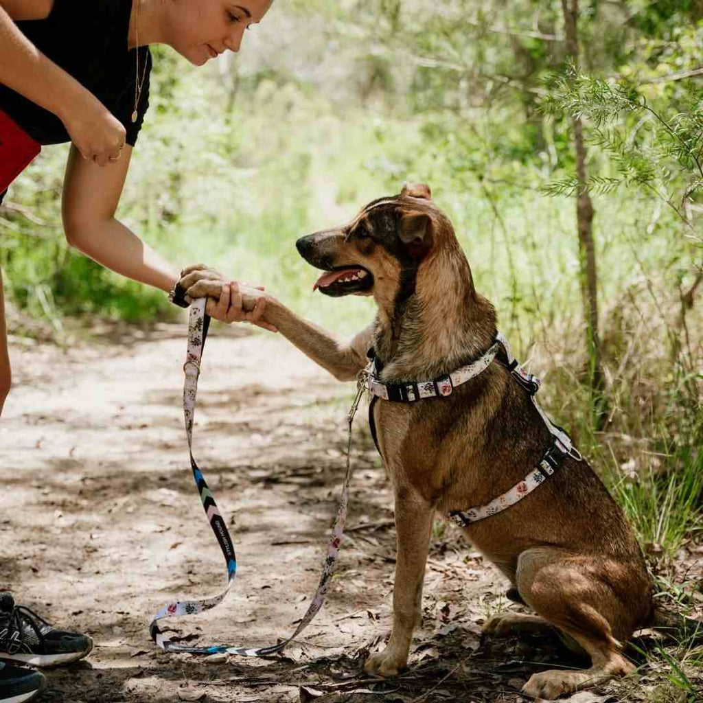 Evergreen Leash - Evergreen