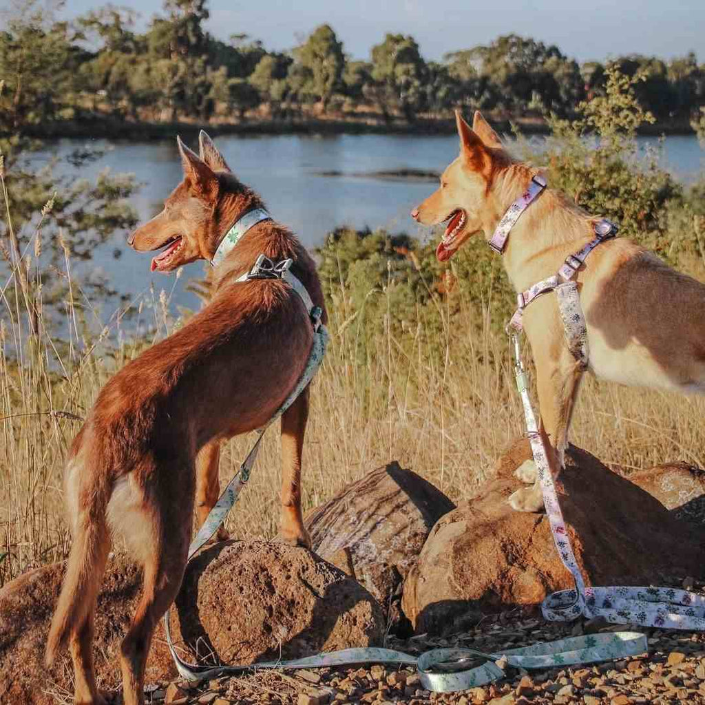 Evergreen Leash - Evergreen