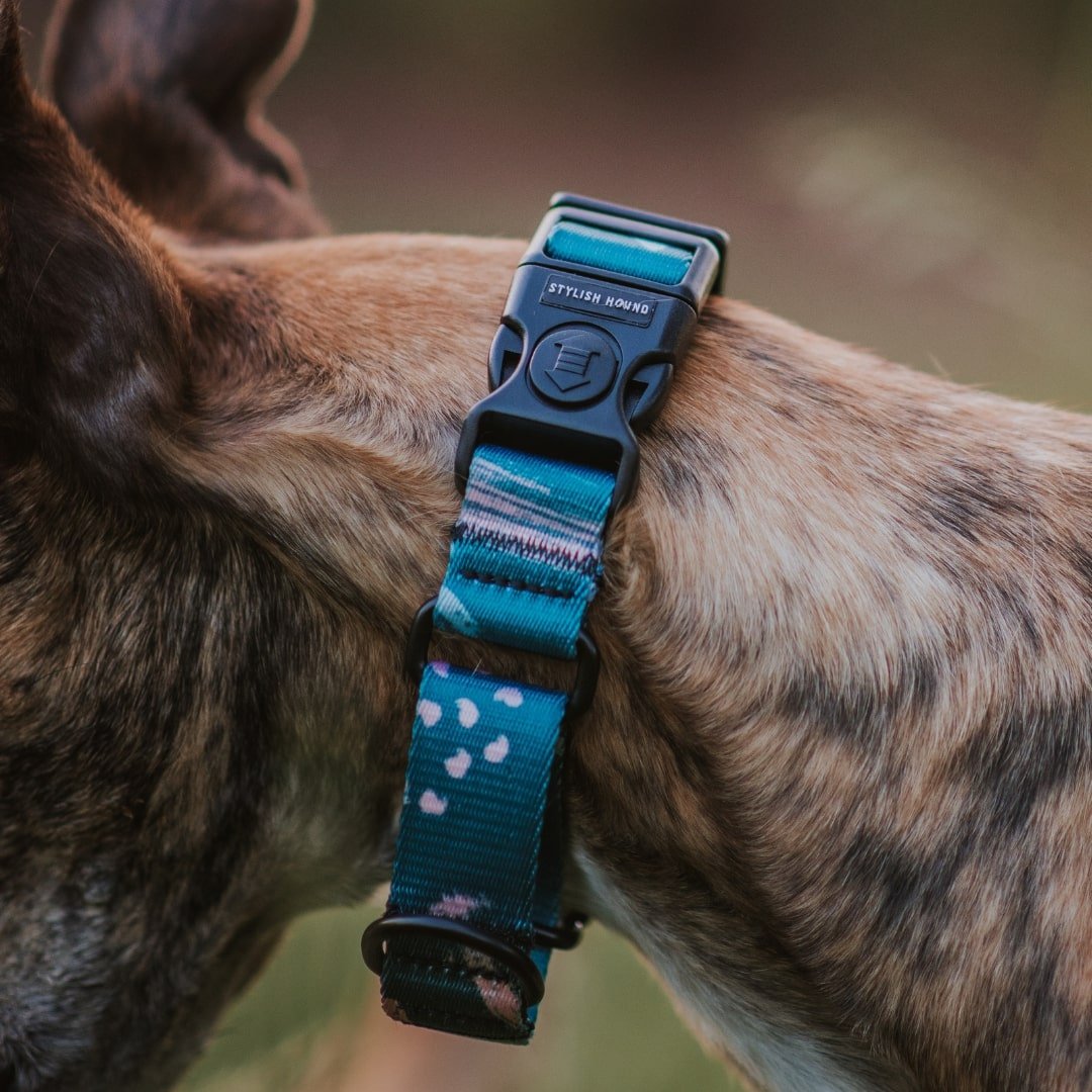 Stylish best sale martingale collars