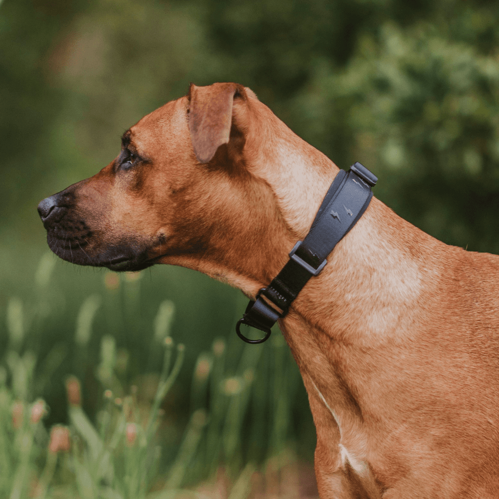 Blackout Martingale - Blackout