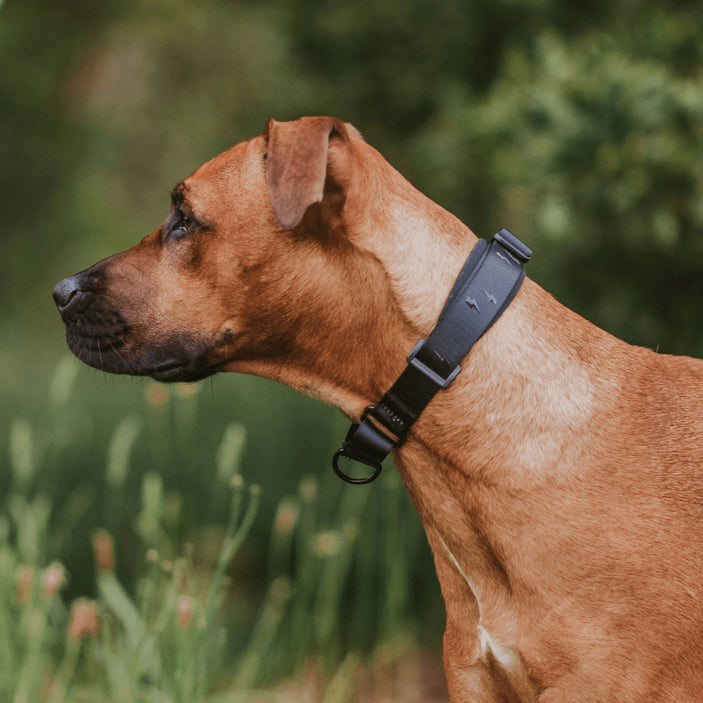 Blackout Martingale Training Collar