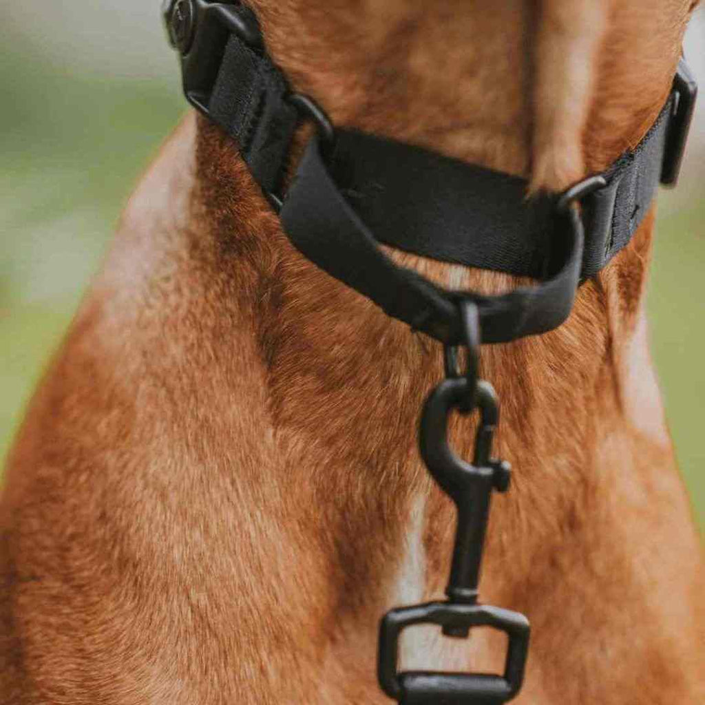 Blackout Martingale - Blackout