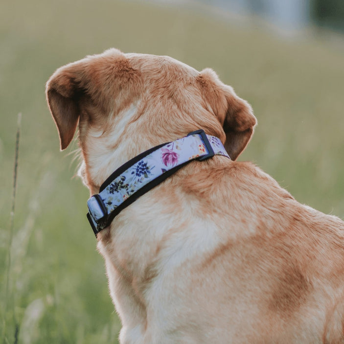 Evergreen Martingale Training Collar