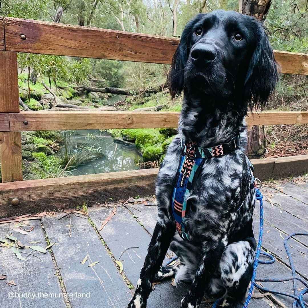 Gumball Explorer Chest Plate