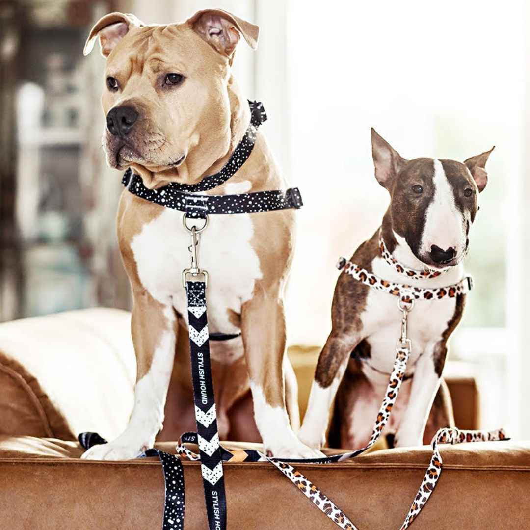 Jackson Leash - Jackson