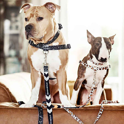 Jackson Leash - Jackson