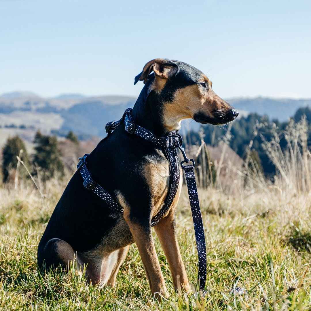 Jackson Leash - Jackson