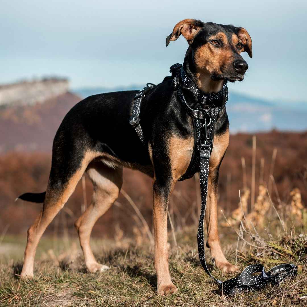 Jackson Leash - Jackson