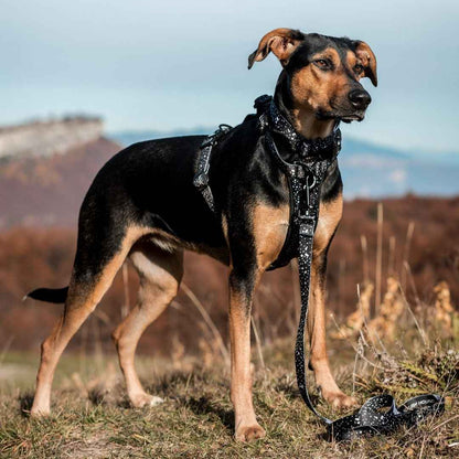 Jackson Leash - Jackson