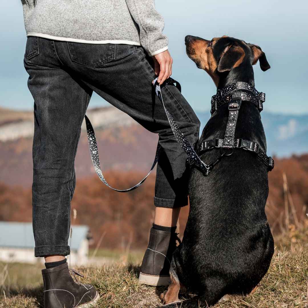 Jackson Leash - Jackson