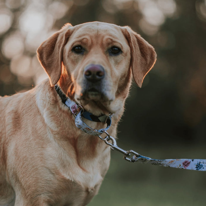 Evergreen Martingale Training Collar