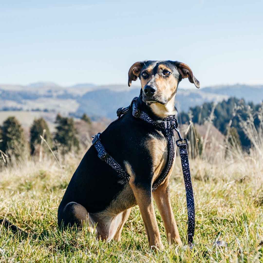 Jackson Leash - Jackson