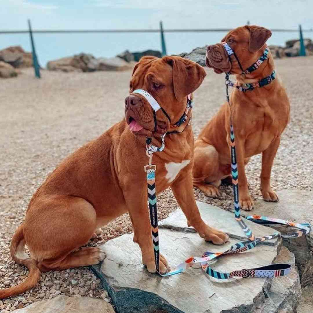 Newtown Leash - Newtown