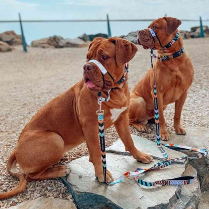 Newtown Leash - Newtown