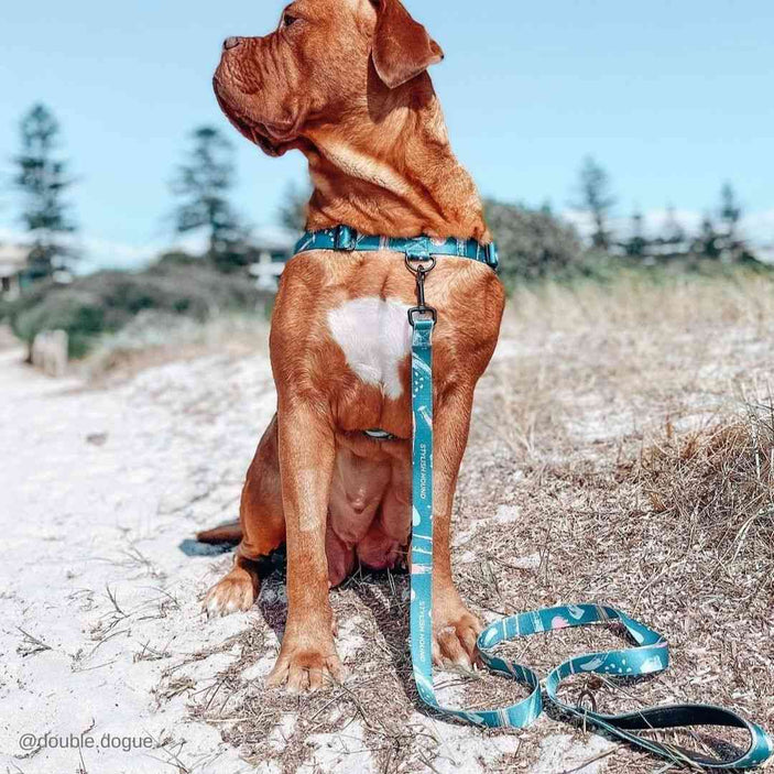 Nova Leash