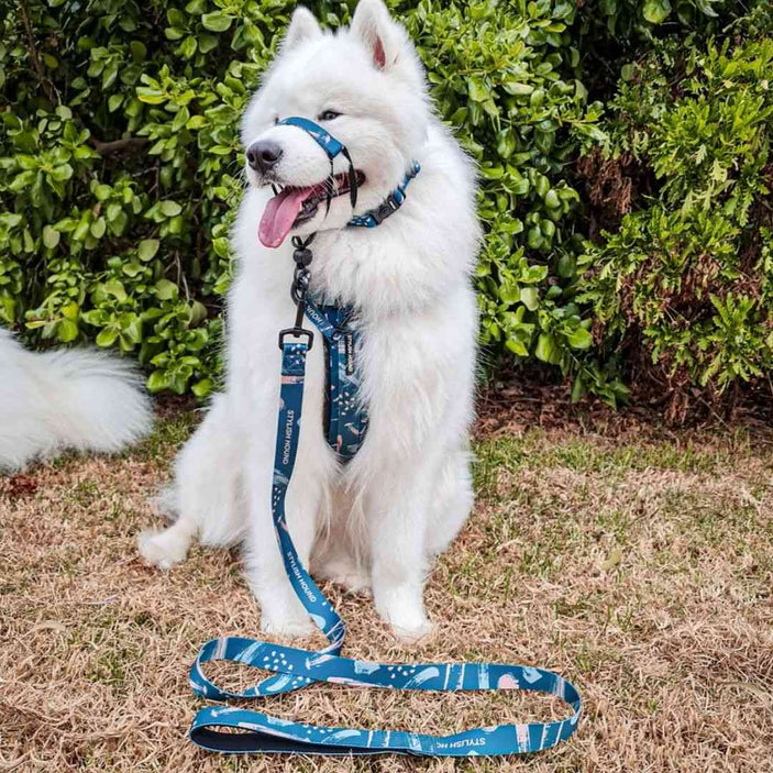 Nova Leash